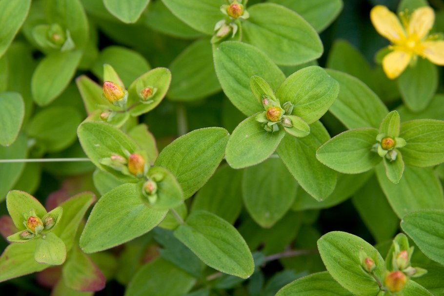 Зверобой продырявленный листья