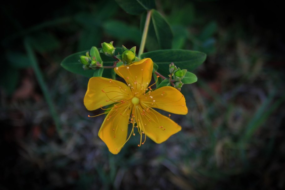 Hypericum monogynum