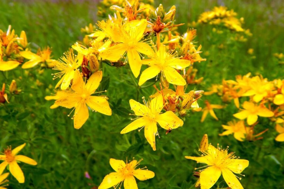 Зверобой продырявленный (Hypericum perforatum)