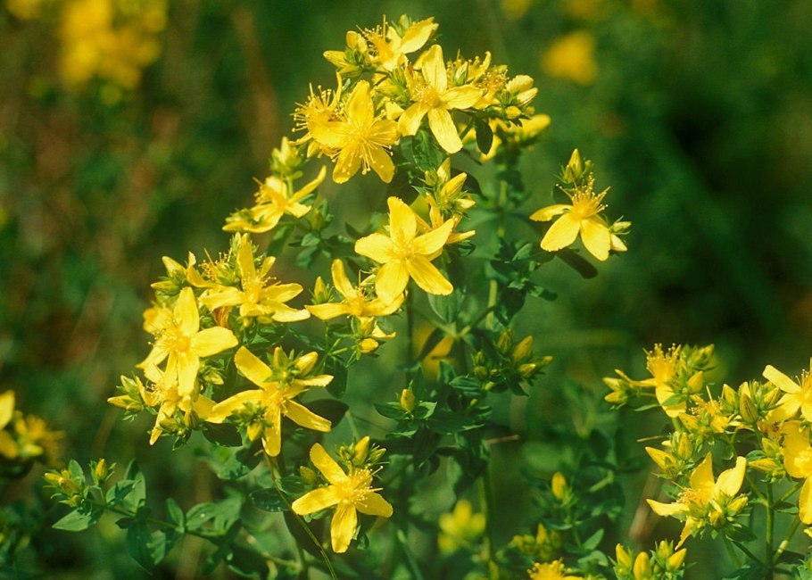 Hypericum inodorum