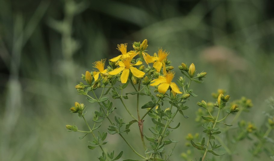 Зверобой (Hypericum)