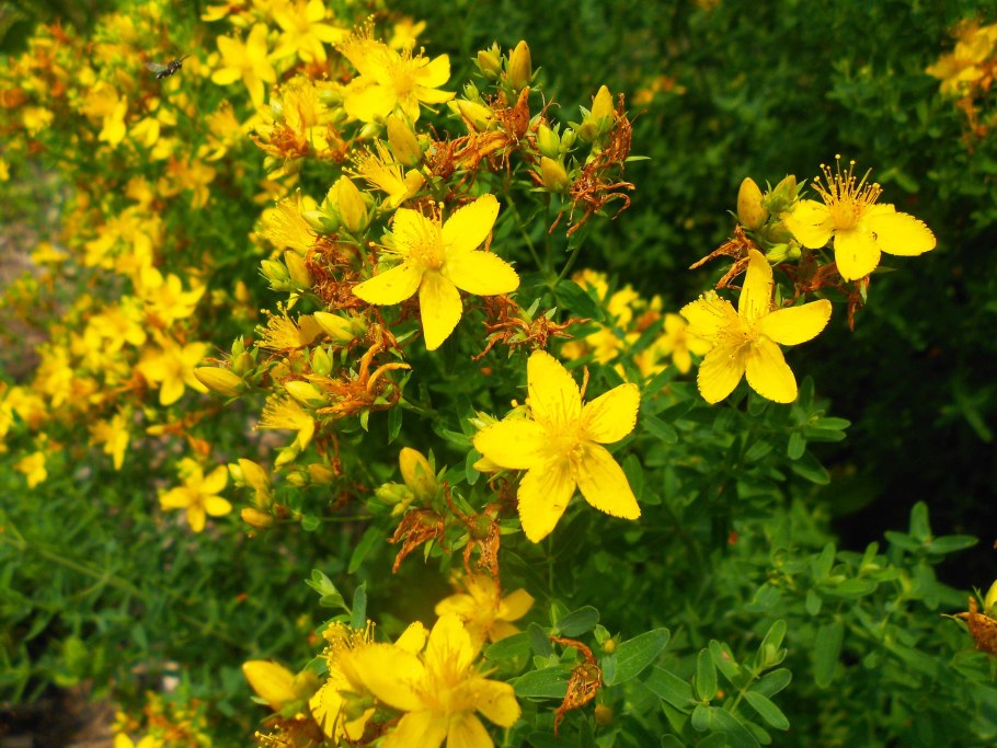 Зверобой в Подмосковье