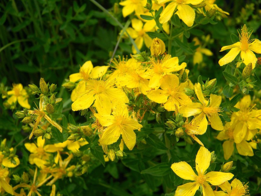 Лекарственные растения зверобой и Арника