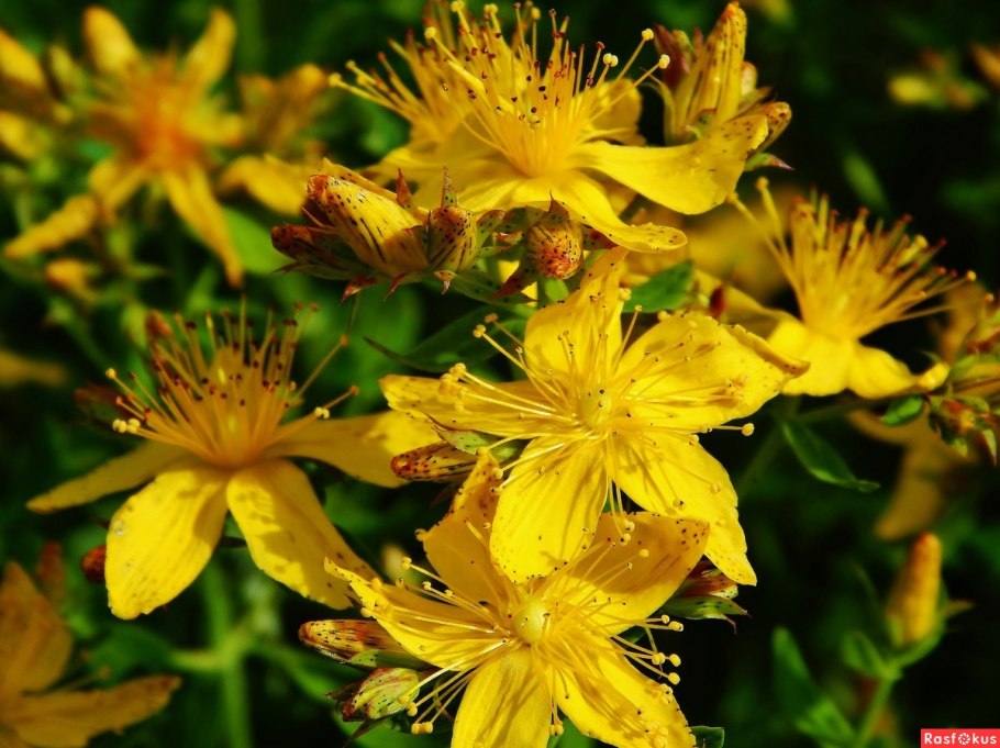 Зверобой Монбре