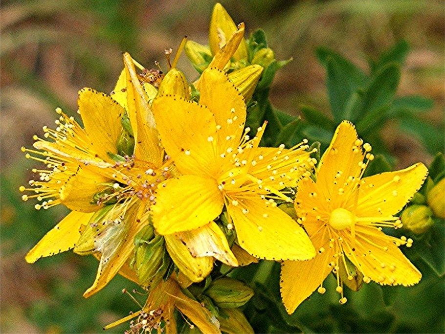 Hypericum perforatum