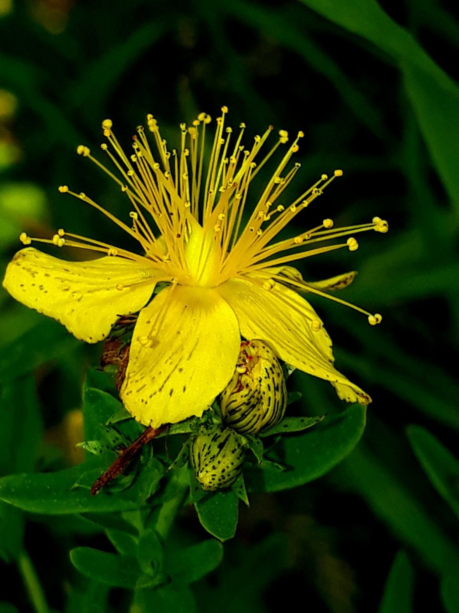 Трава зверобоя продырявленного