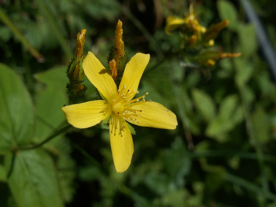 Hypericum perforatum соцветие