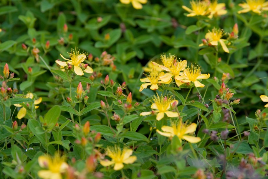 Зверобои Камчатки