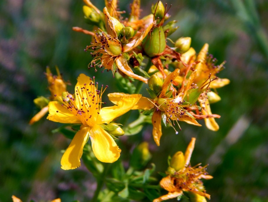 Зверобой продырявленный (Hypericum perforatum)