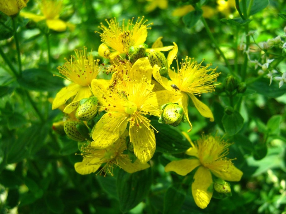 Зверобой продырявленный (Hypericum perforatum)