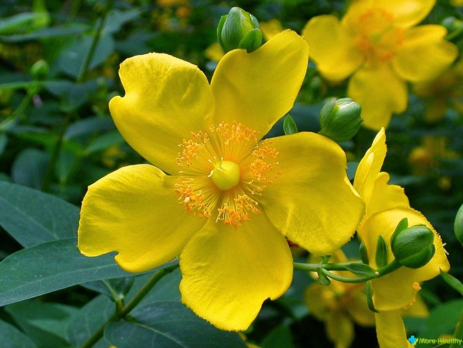 Зверобой hidcote