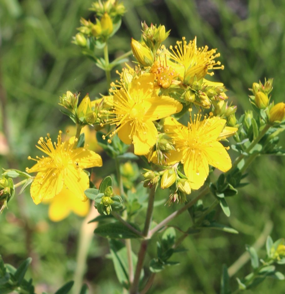 Зверобой горный(hypericum montanum l.)