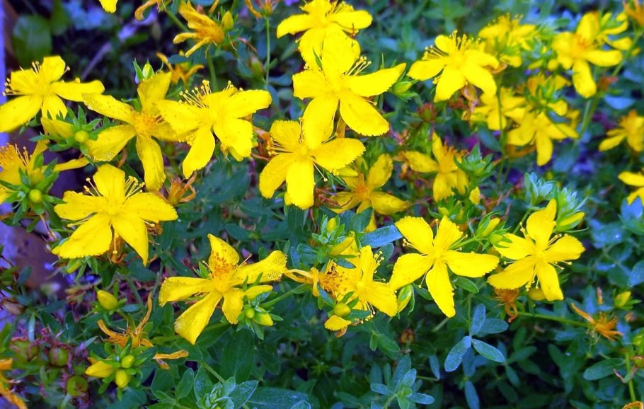 Зверобой (Hypericum)