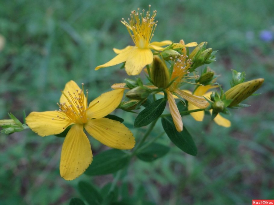 Зверобой (hypéricum perforátum)