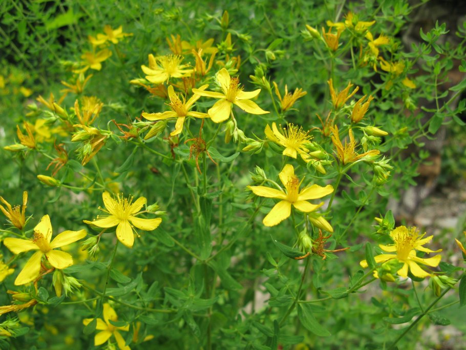 Зверобой продырявленный (обыкновенный)