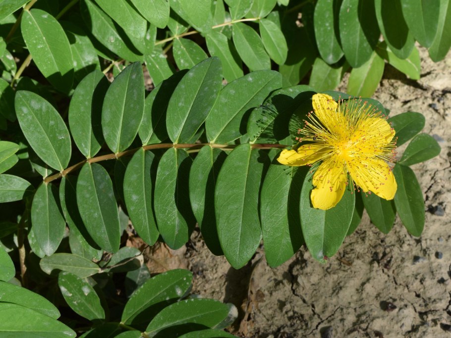 Hypericum calycinum