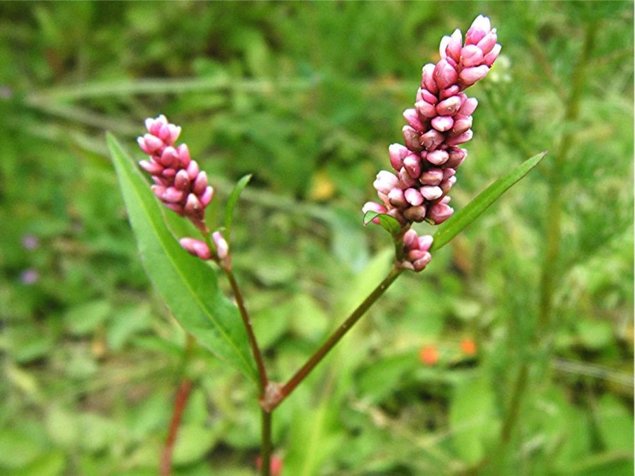 Горец почечуйный (Polygonum Persicaria)