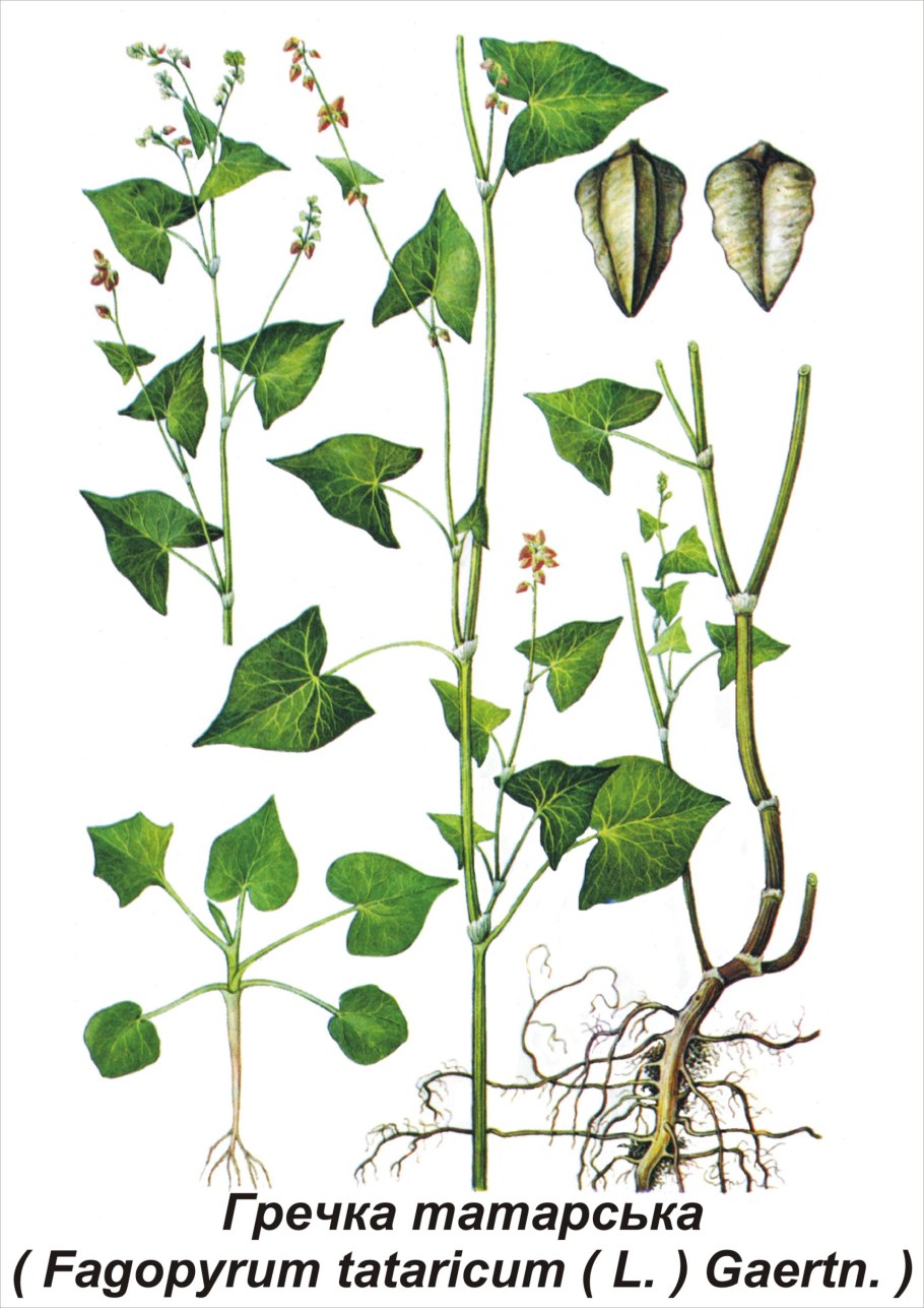 Гречиха Татарская сорняк