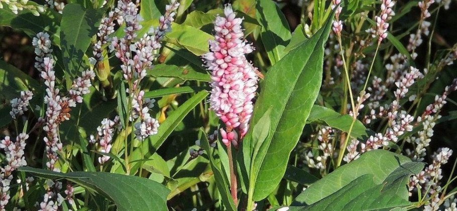 Горец Земноводный (Persicaria)
