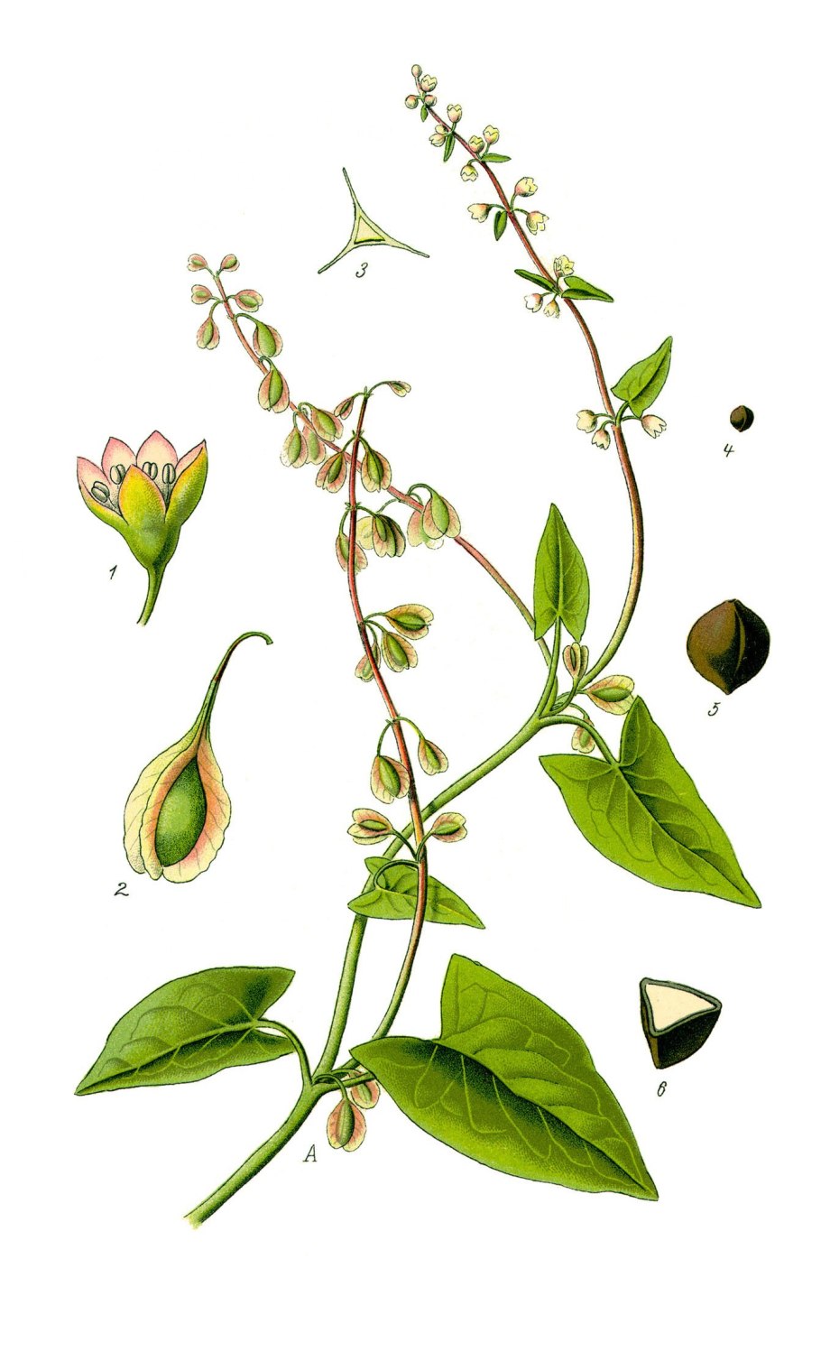 Горец вьюнковый сорняк