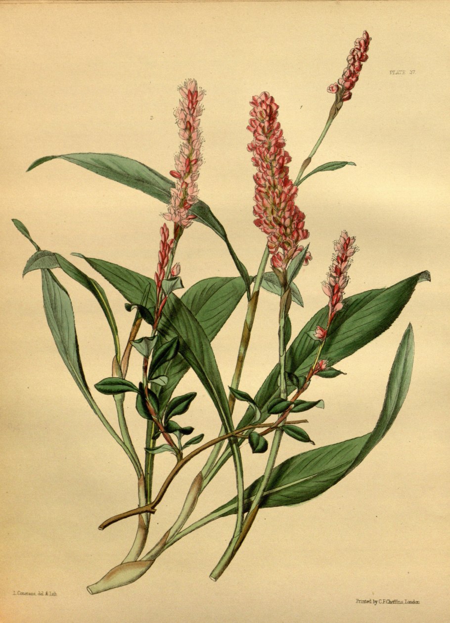 Водяной перец (Polygonum hydropiper)