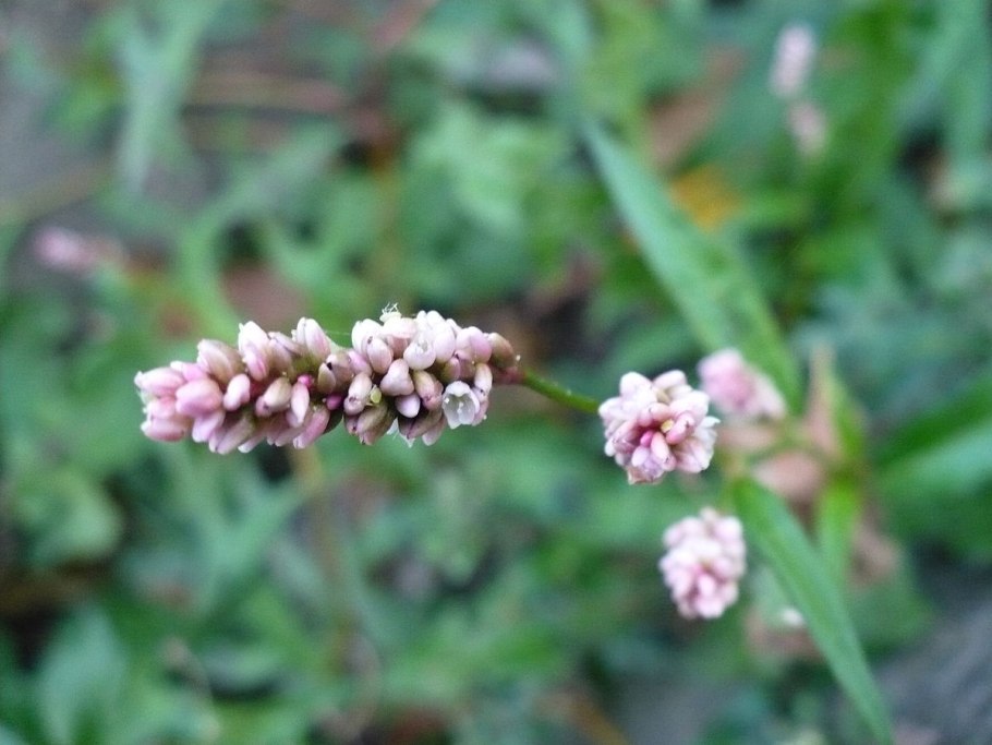 Горец почечуйный Persicaria maculosa