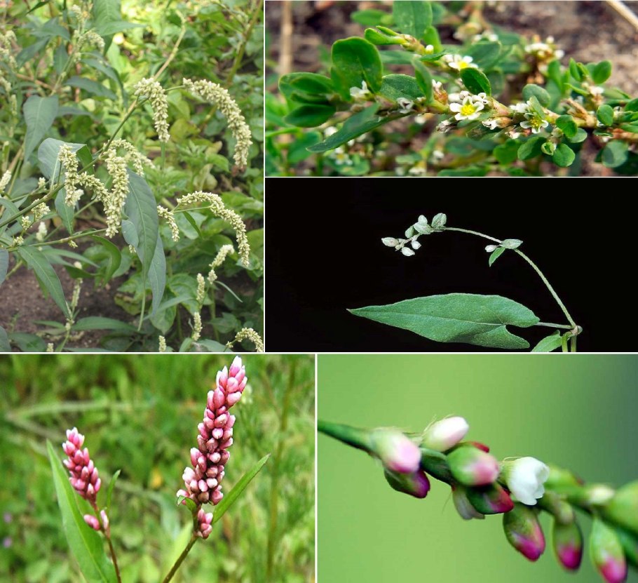 Горец брусниколистный