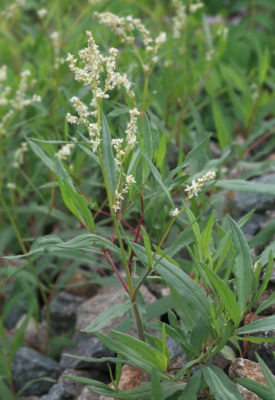 Polygonum coriarium