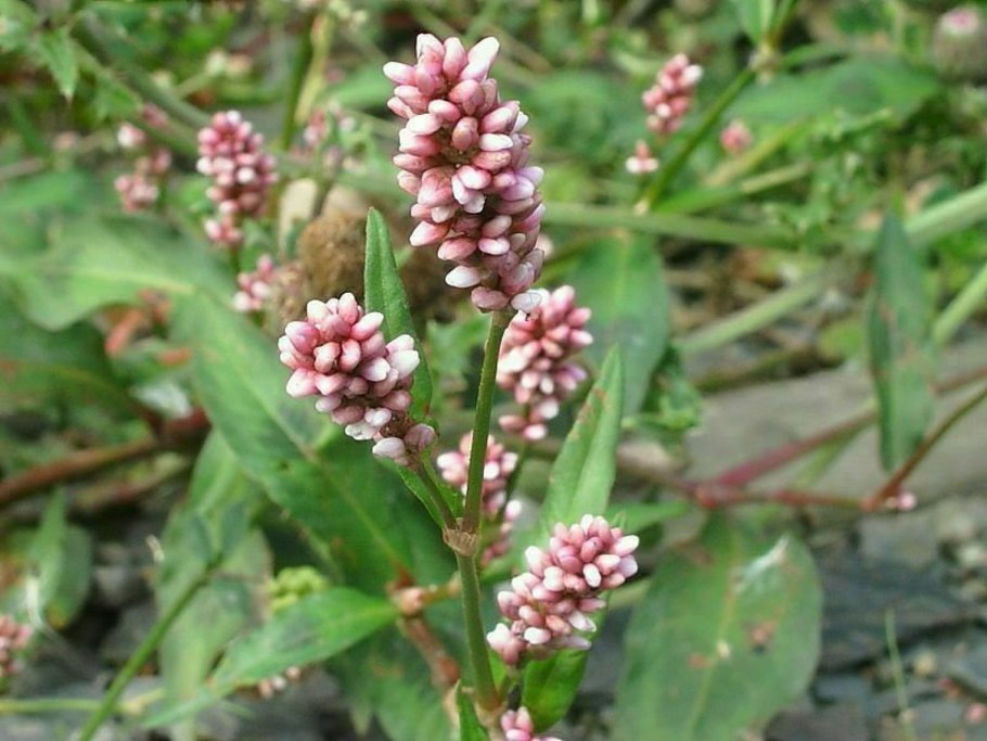 Щавель курчавый (Rumex crispus l.)