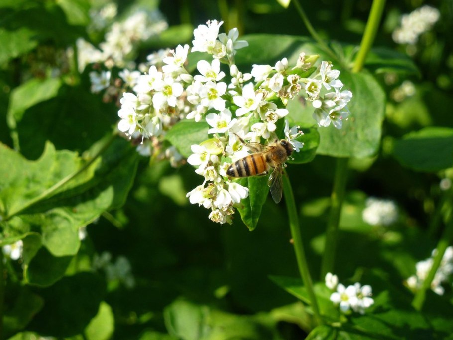 Медоносные растения гречиха