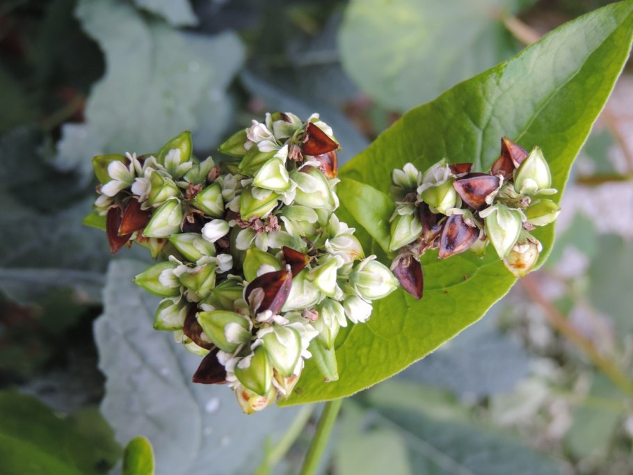 Гималайская гречиха