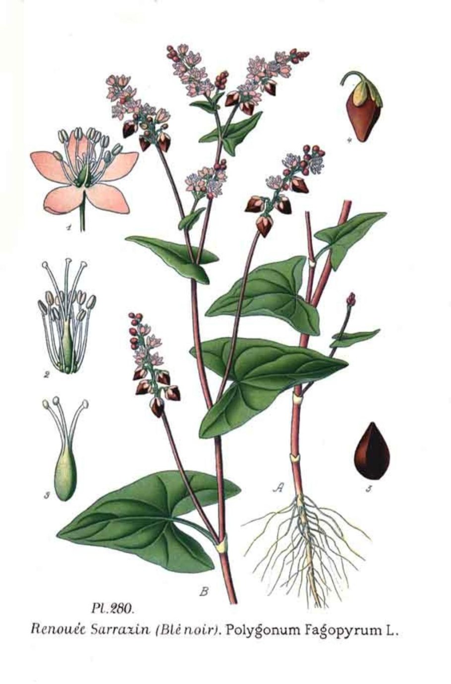 Гречиха посевная стебель