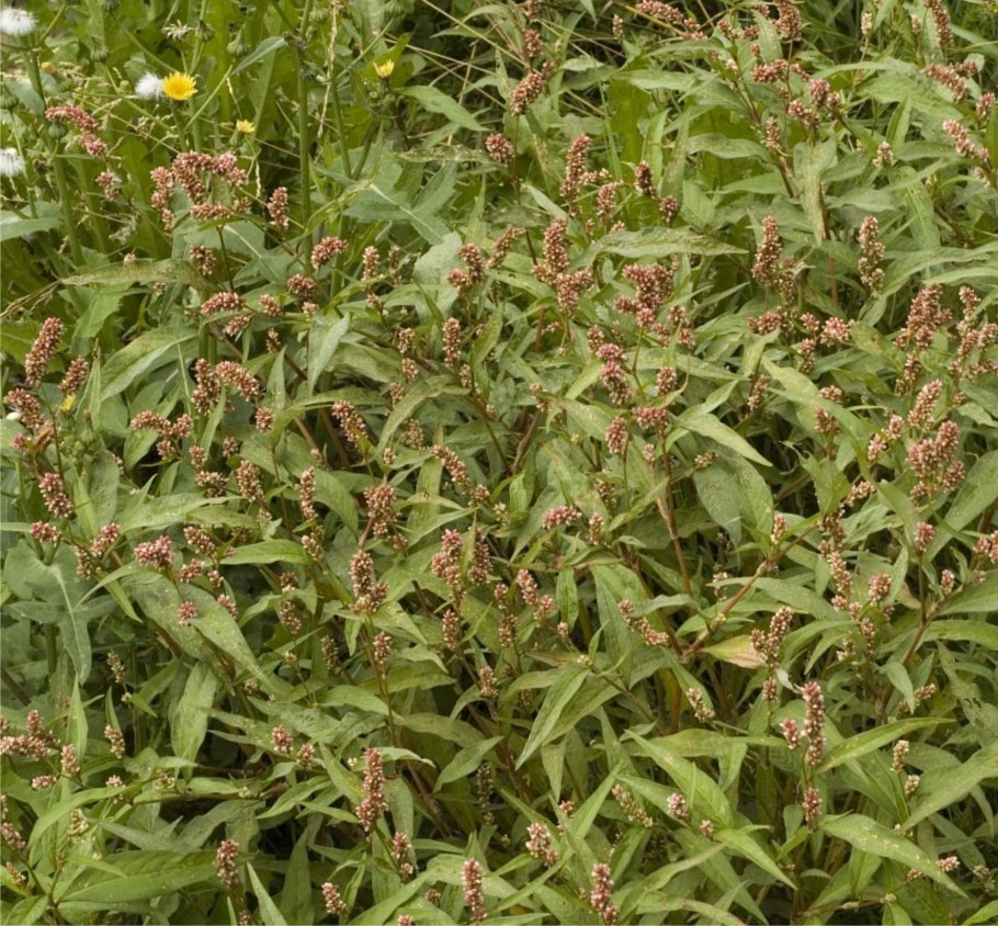 Горец перечный трава