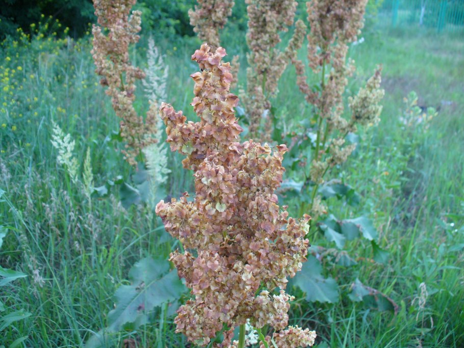 Дикий конский щавель