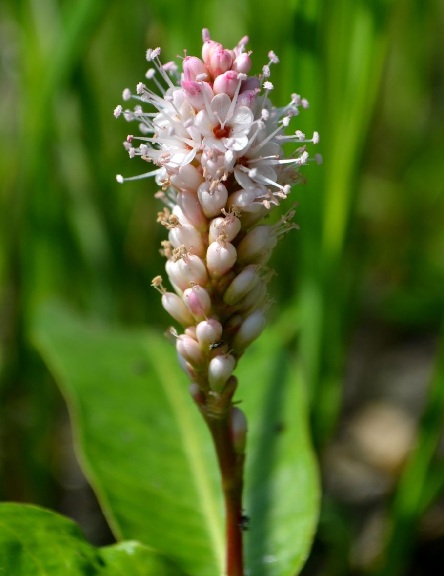 Горец перечный соцветие