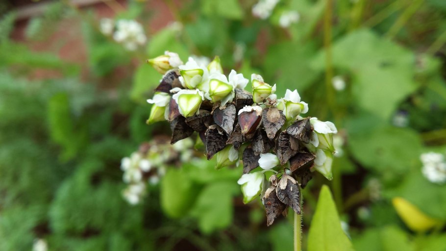 Горец шероховатый (Polygonum scabrum),