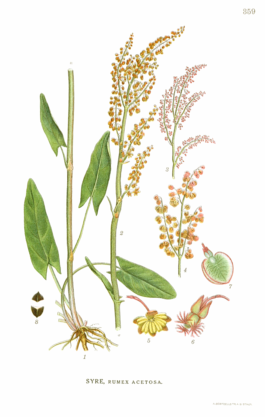 Щавель обыкновенный Rumex acetosa