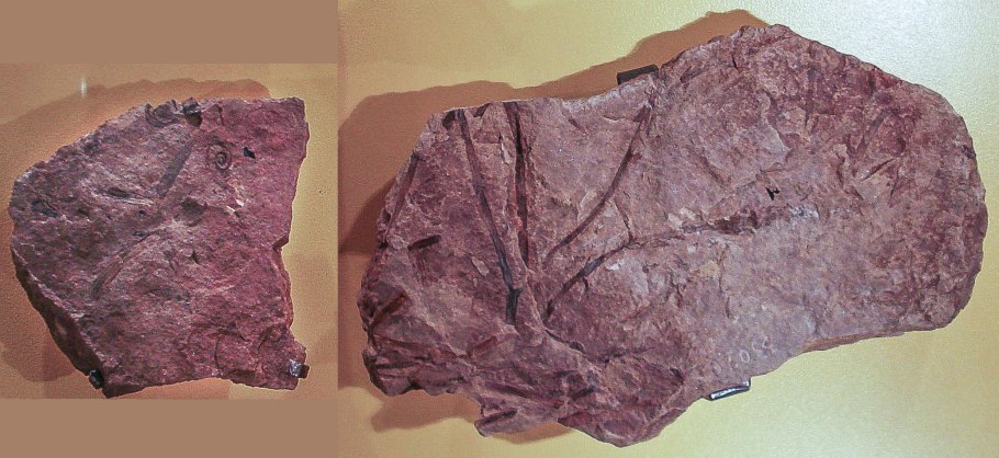 Зостерофиллофиты