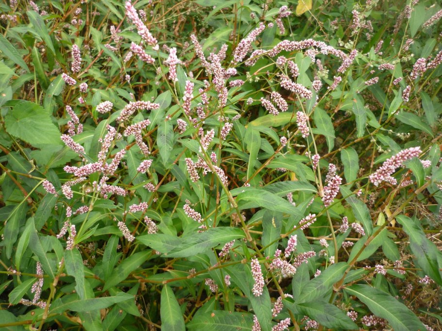 Горец перечный - Polygonum hydropiper