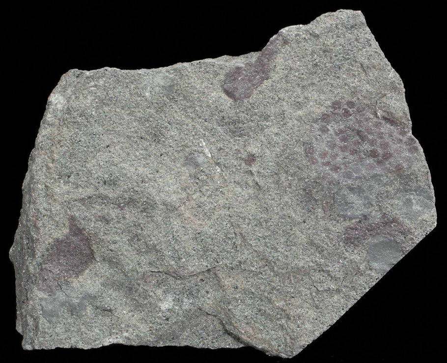 Zosterophyllum Scotland Fossil