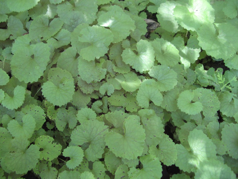 Куксония Силур