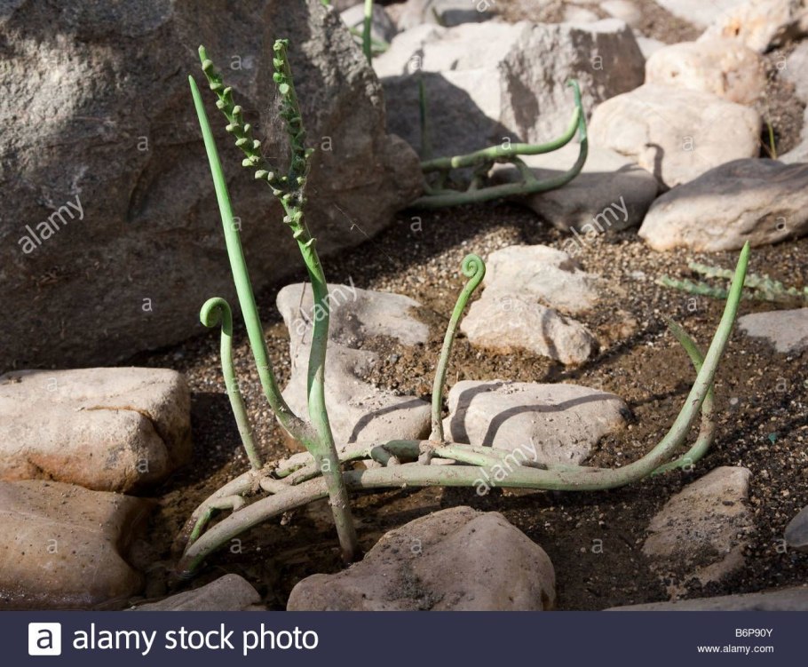 Риния, куксония и зостерофиллум