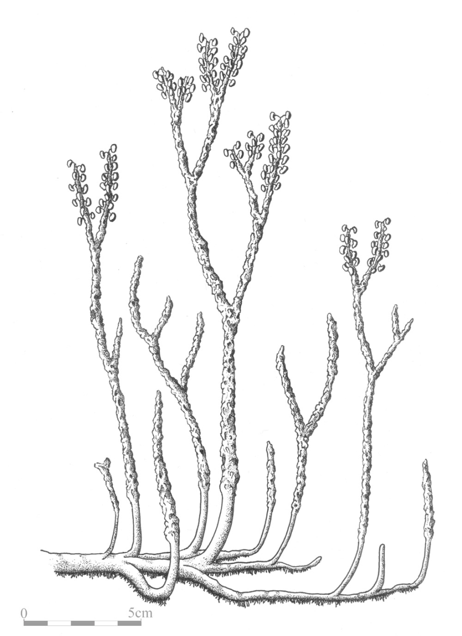Psilophyton princeps
