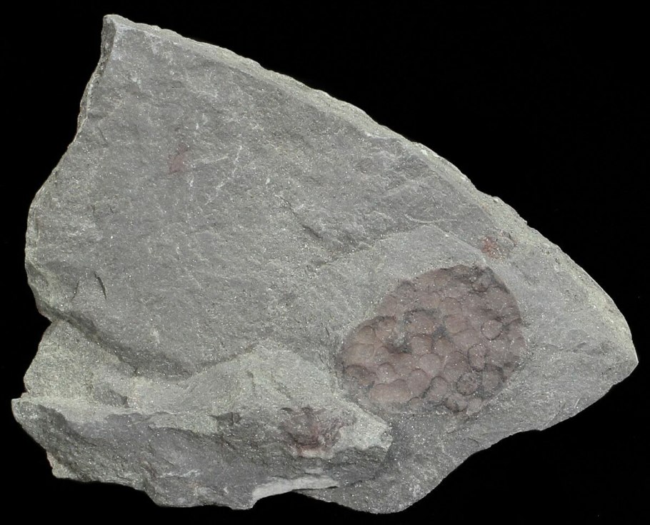 Zosterophyllum Scotland Fossil