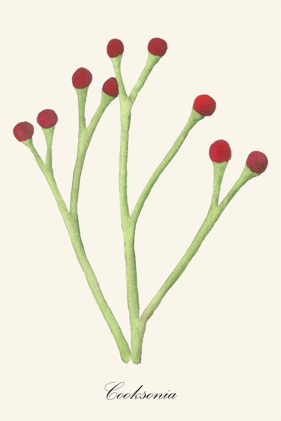 Куксония Силур