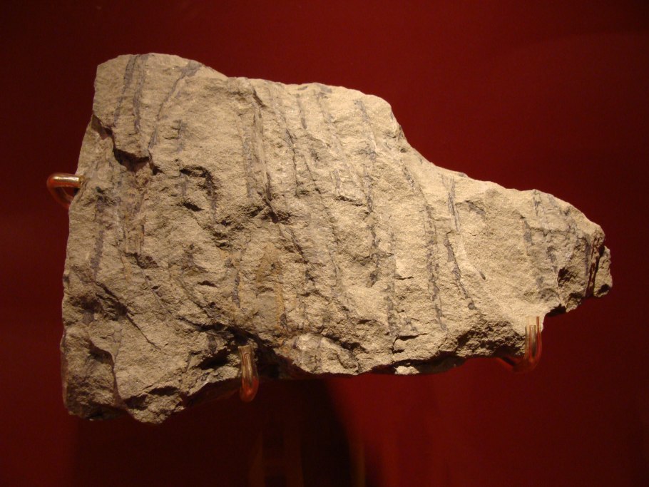 Sawdonia Fossil