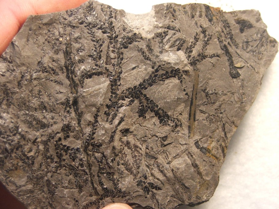 Куксония окаменелости