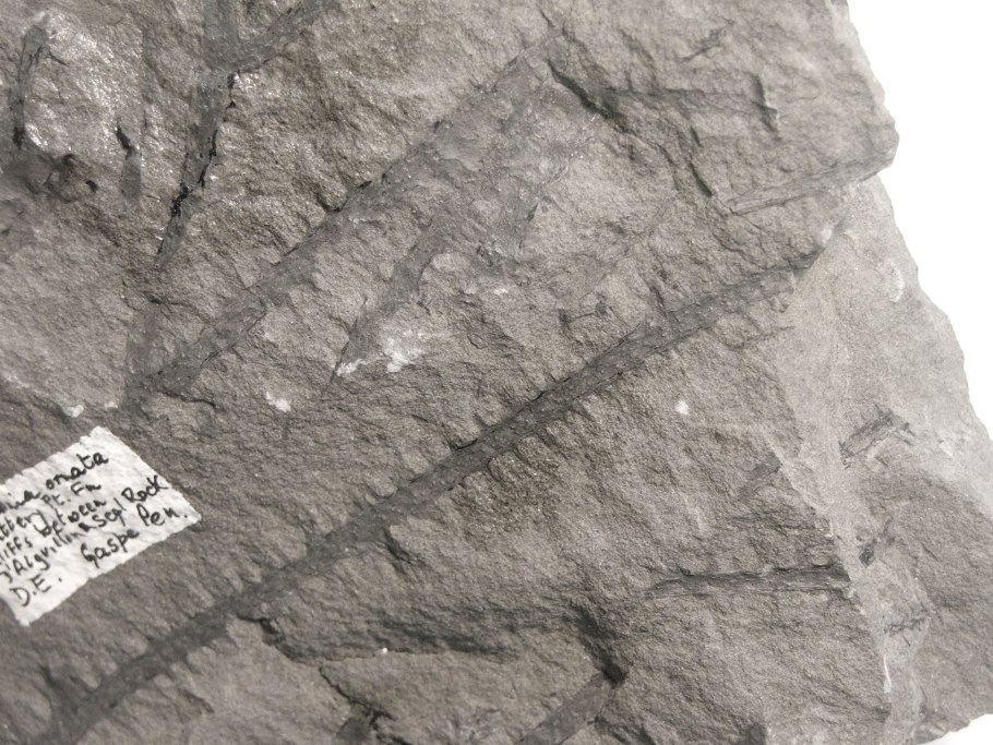 Савдония вымершее растение