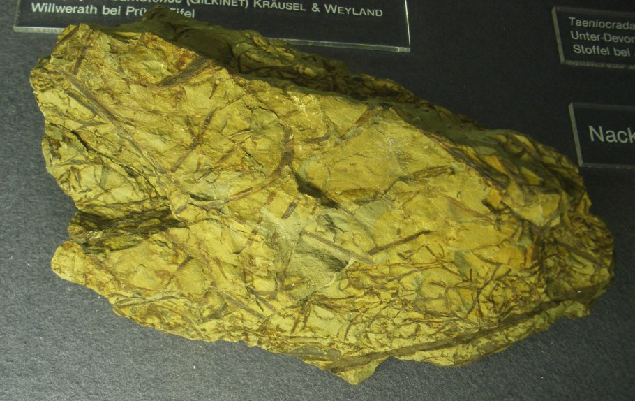 Риниофит куксония