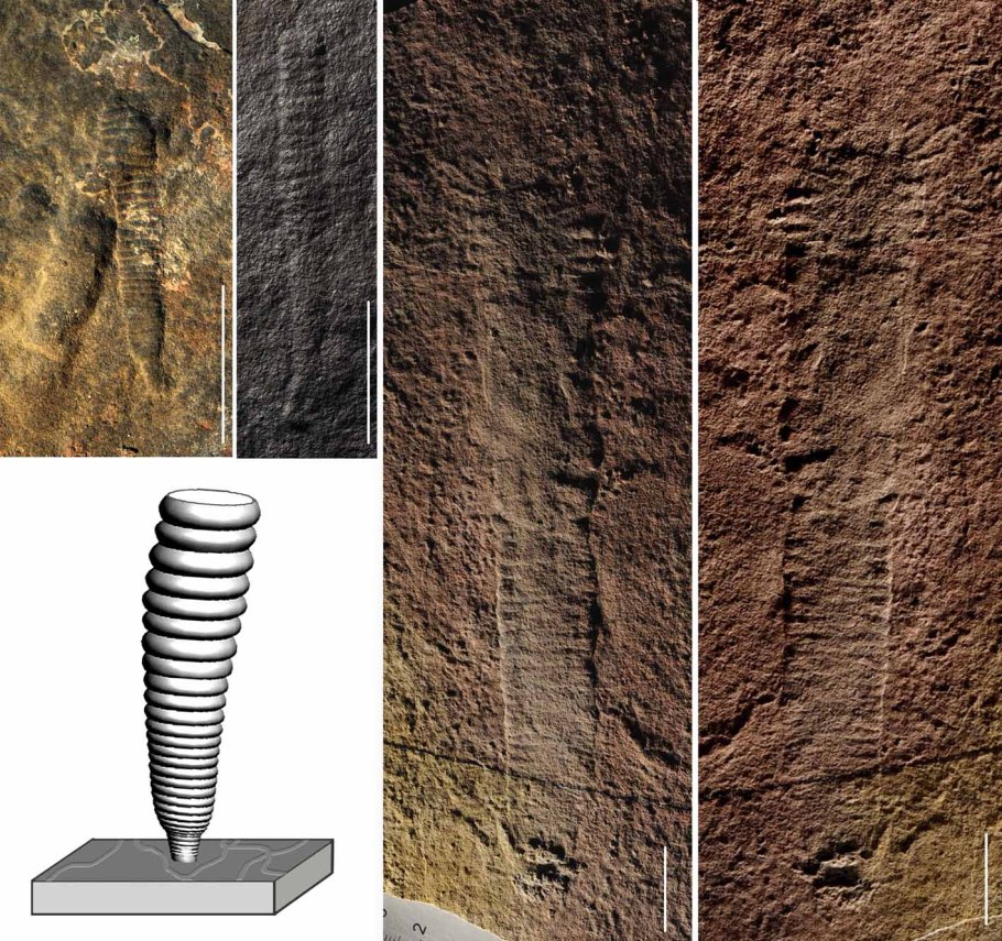 Хлорофиллипт масляный раствор